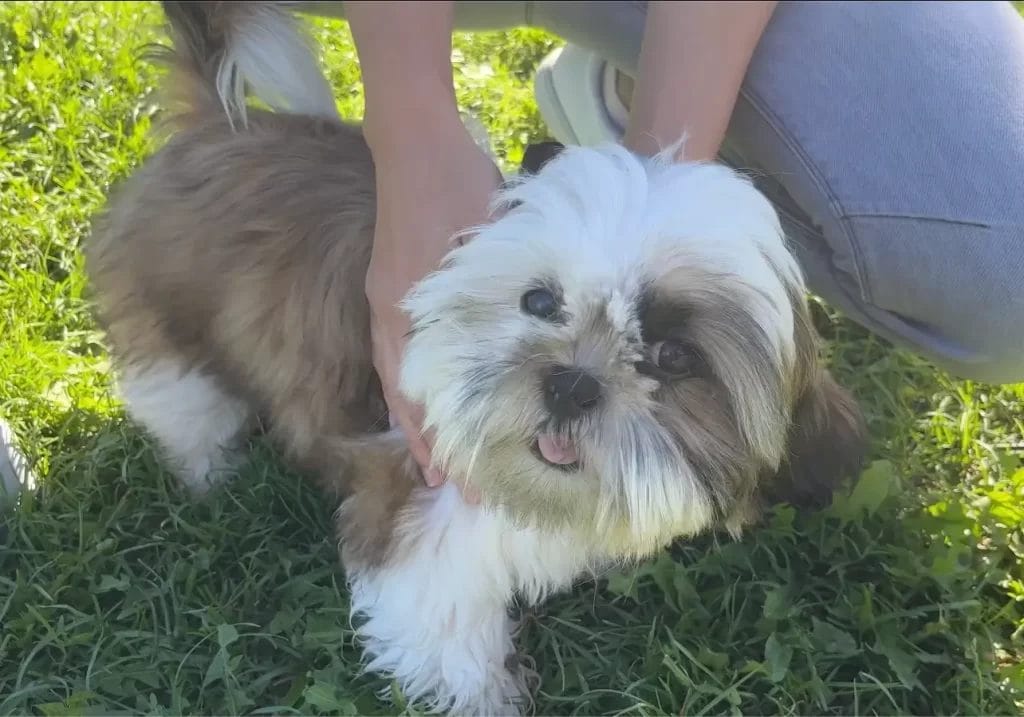 4-month-old Billy playing on grass