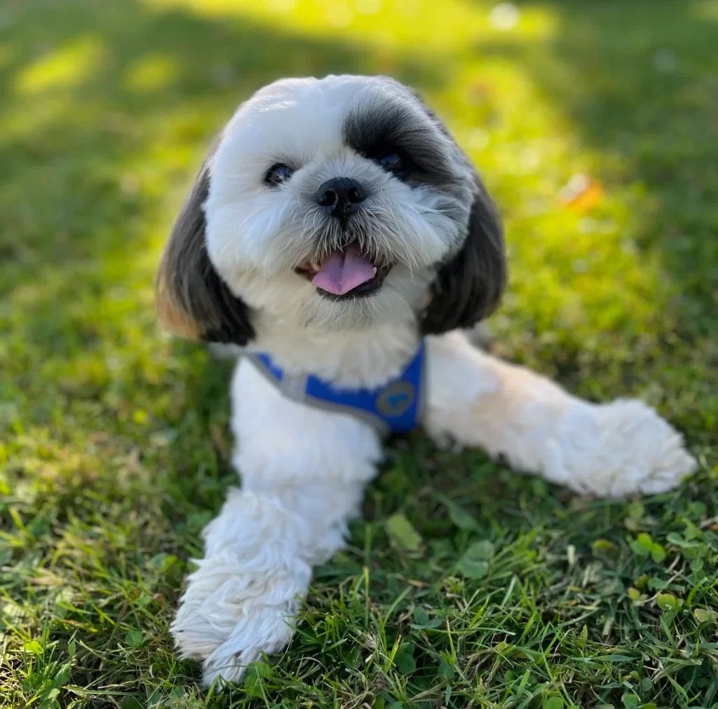 Billy with big smiling face on grass having fun.