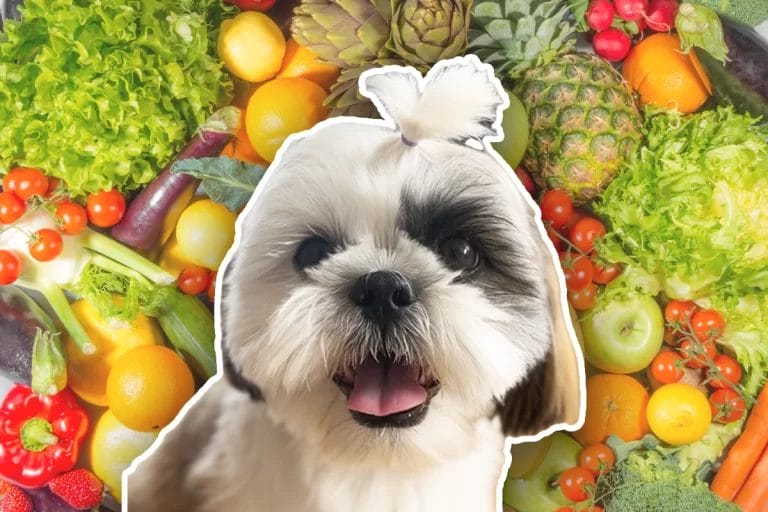 What fruits and vegetables can Shih Tzu eat?