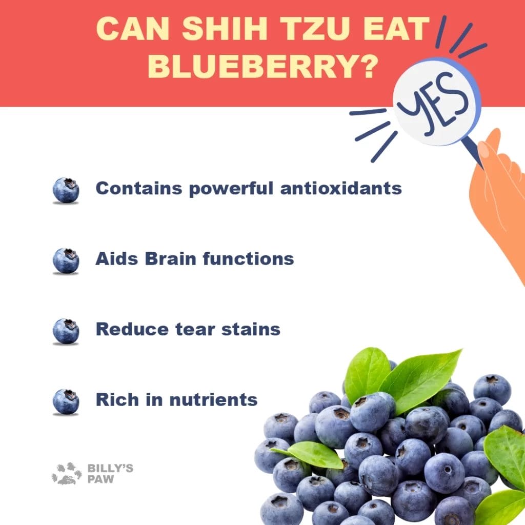 Can ShihTzu Eat Blueberries