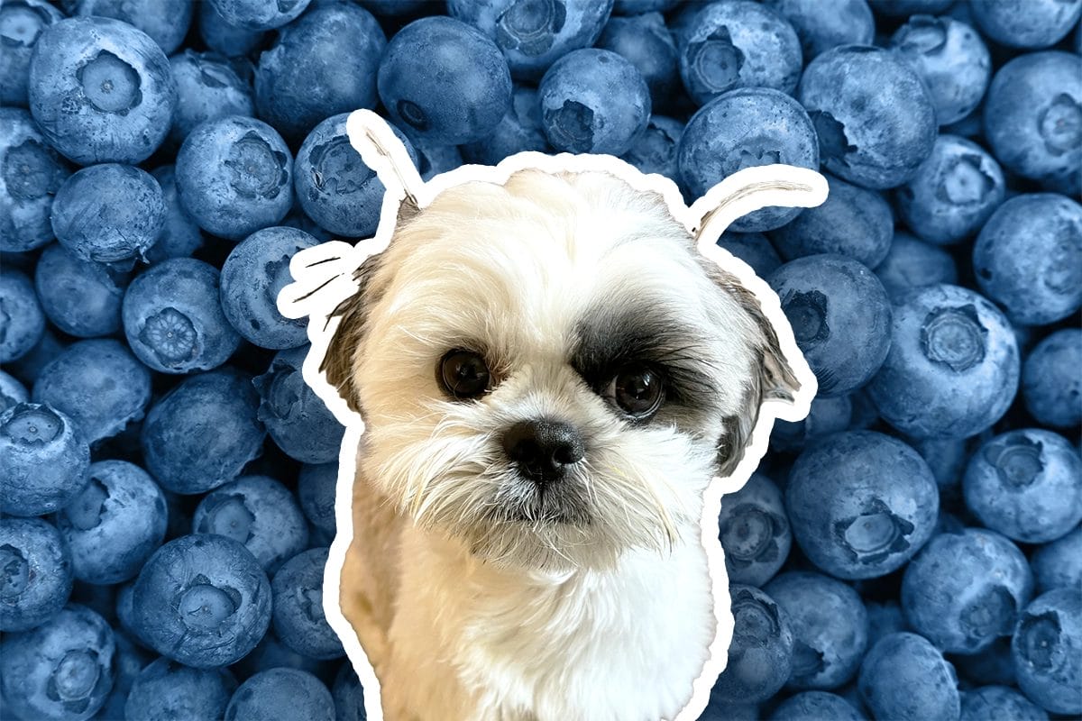 Blueberries for dogs on sale with kidney disease