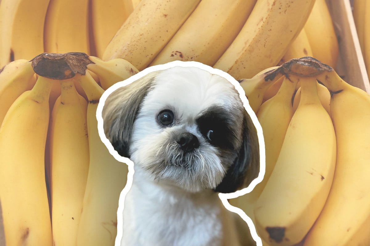 Are bananas poisonous outlet to dogs