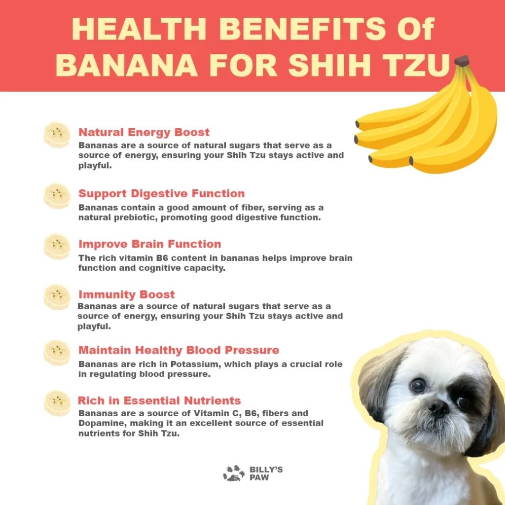 Health Benefits of Bananas For ShihTzu