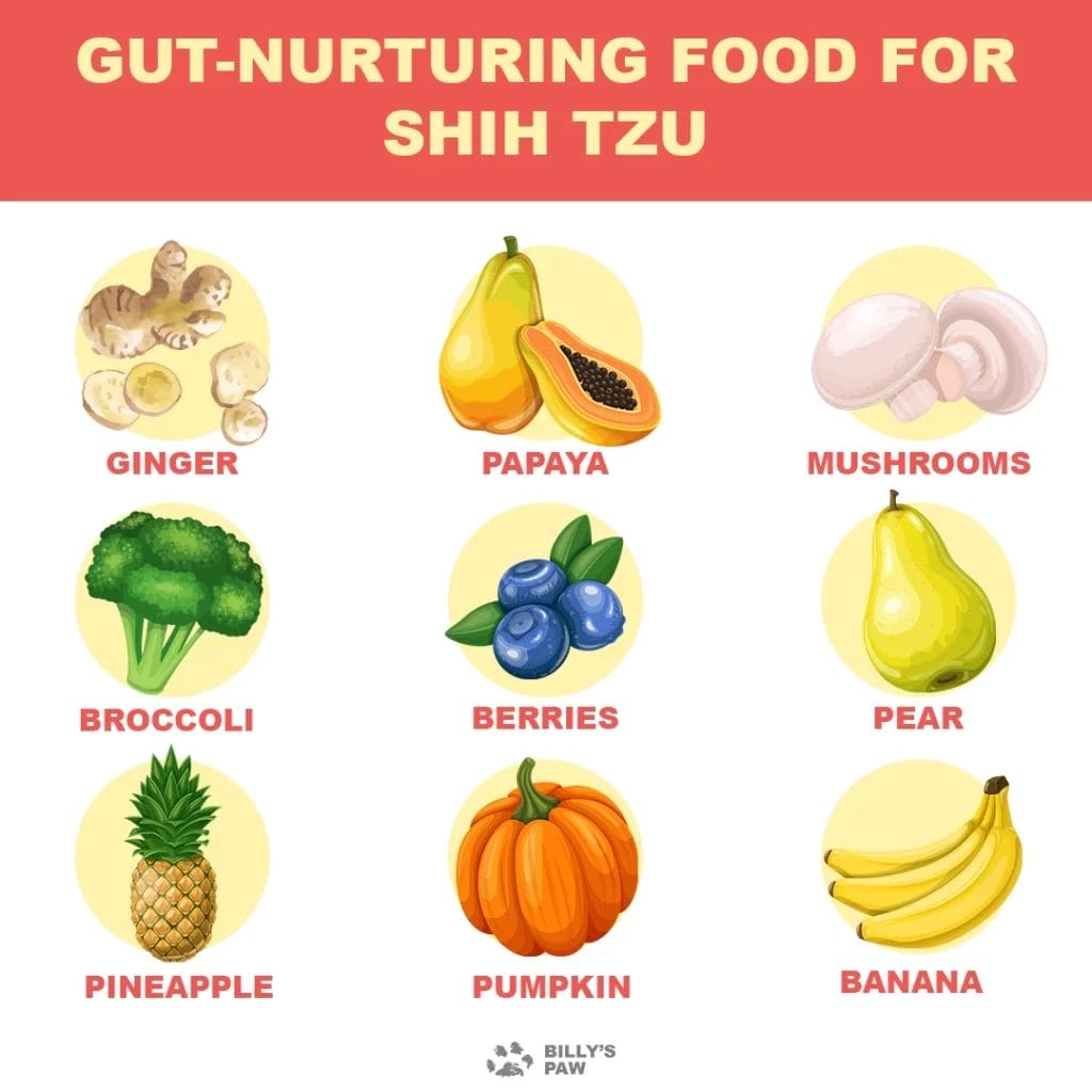 9 Gut Nurturing Food For Shih Tzu