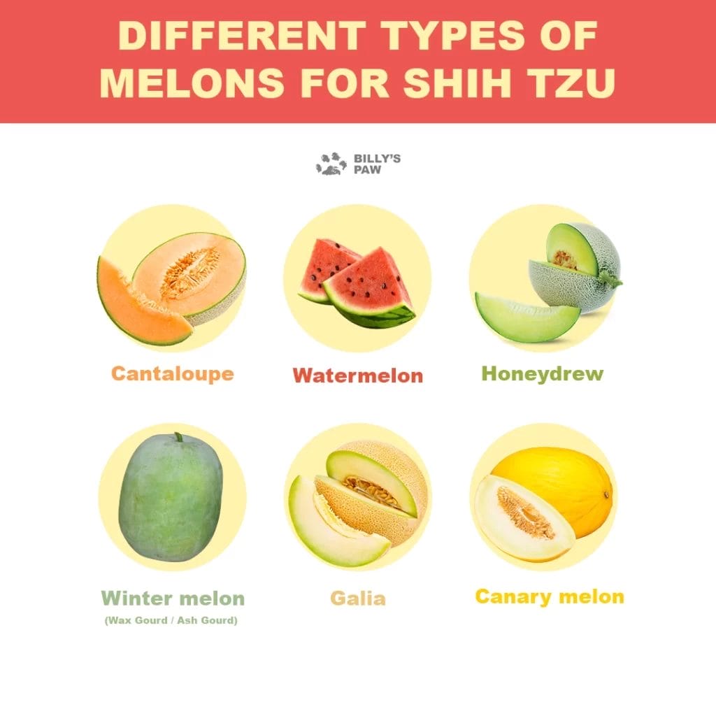 Different Types Of Melon For Shih Tzu
