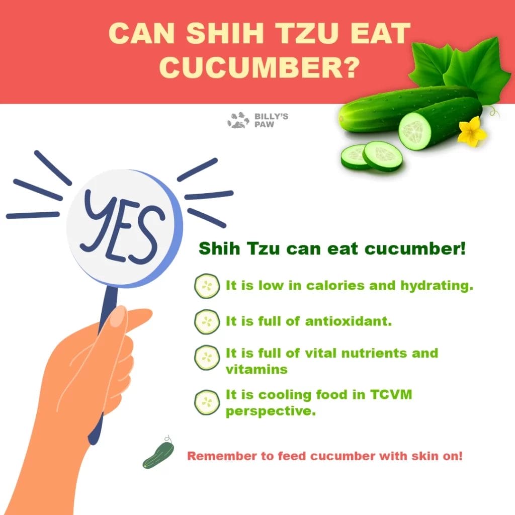 Can ShihTzu Eat Cucumber