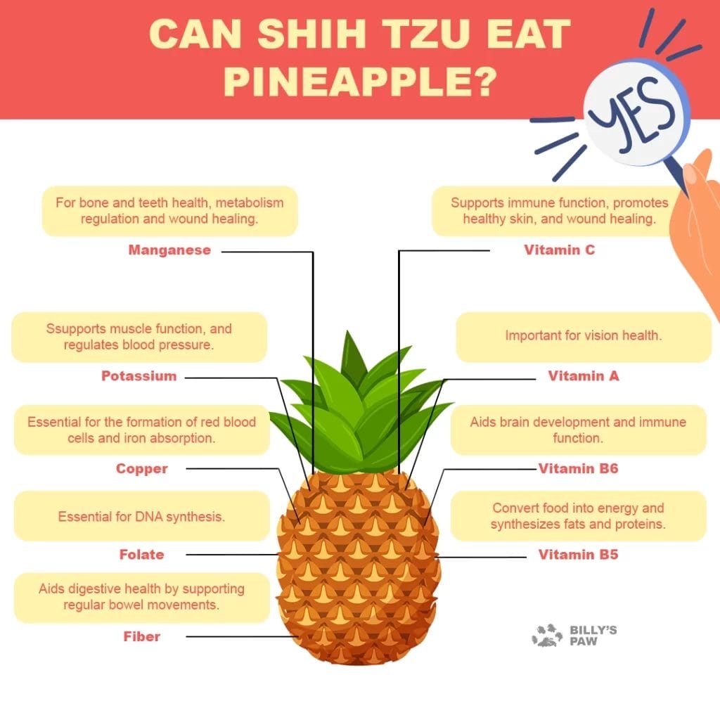 Can Shih Tzu Eat Pineapple