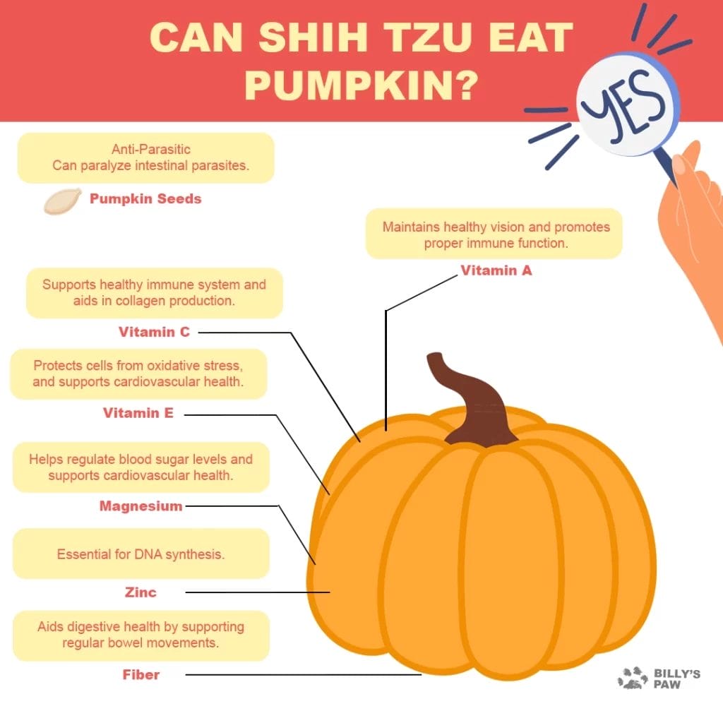 Can Shihtzu Eat Pumpkin