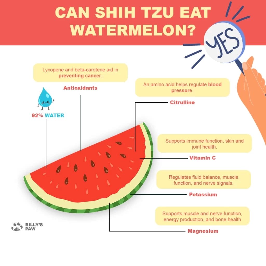 Can Shihtzu Eat Watermelon