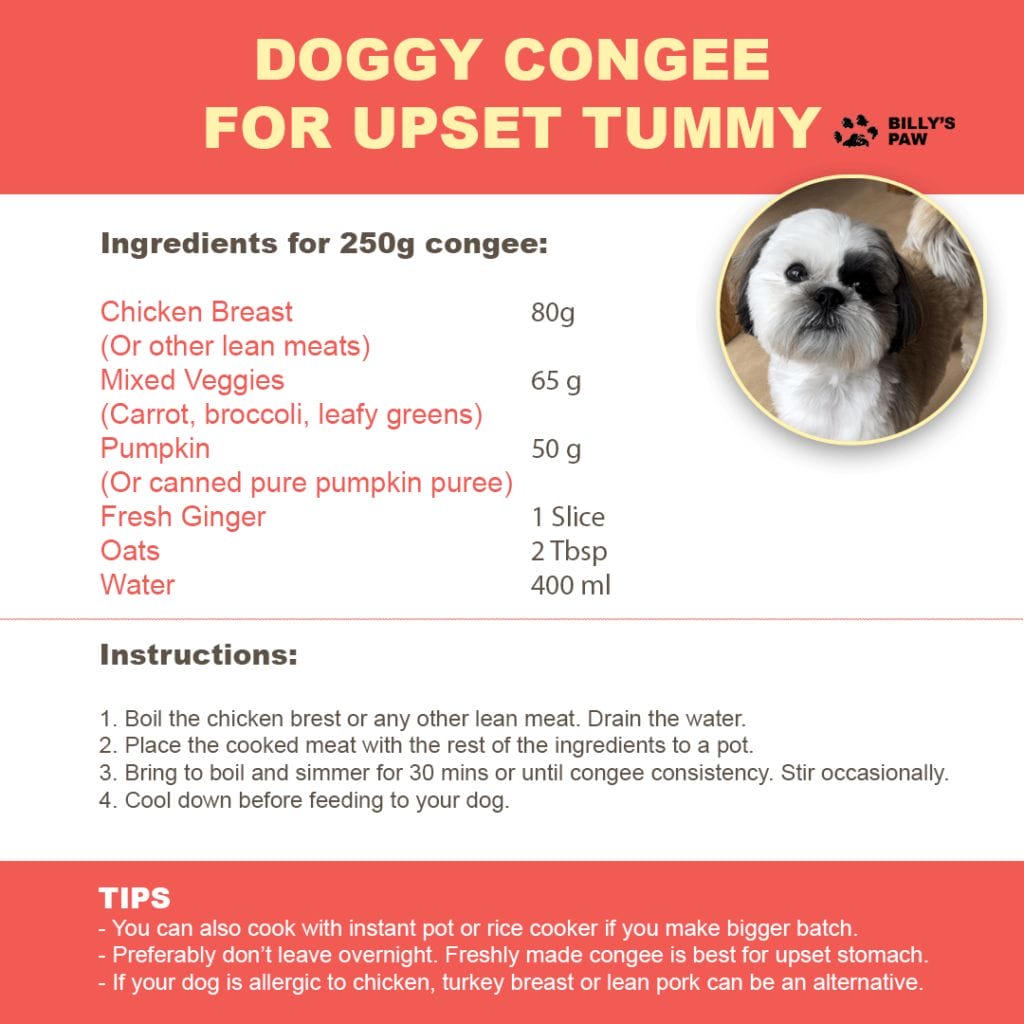 My Shih Tzu Vomiting Yellow Foam [Video and Infographics]