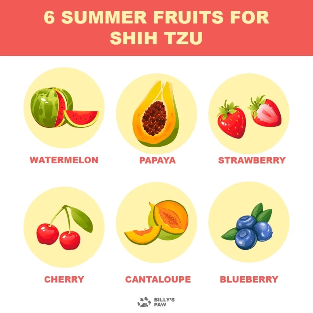 Summer Fruits For Shih Tzu