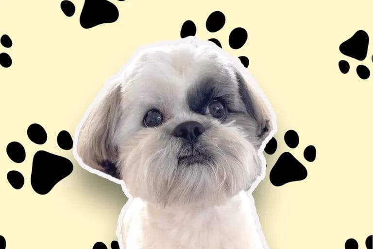 Shih Tzu Vomiting Yellow Foam