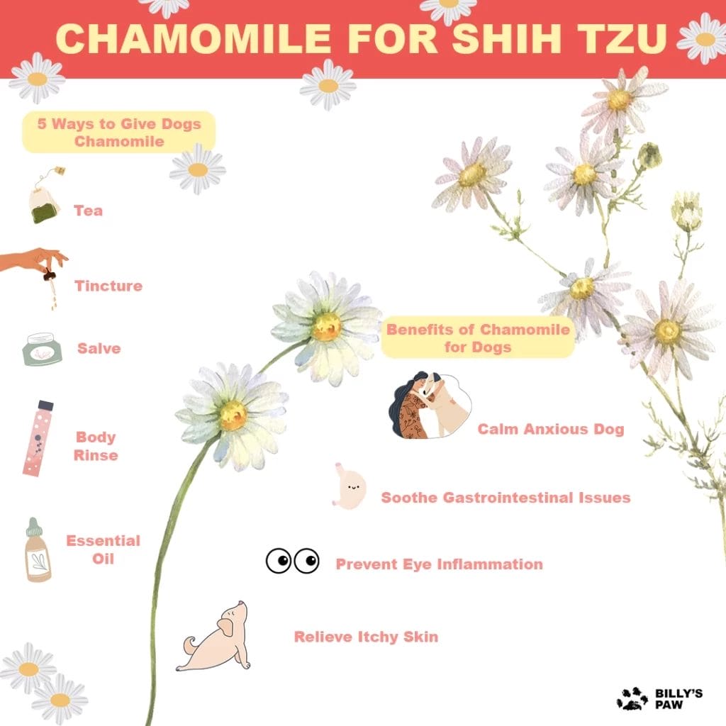 Chamomile for Shih Tzu