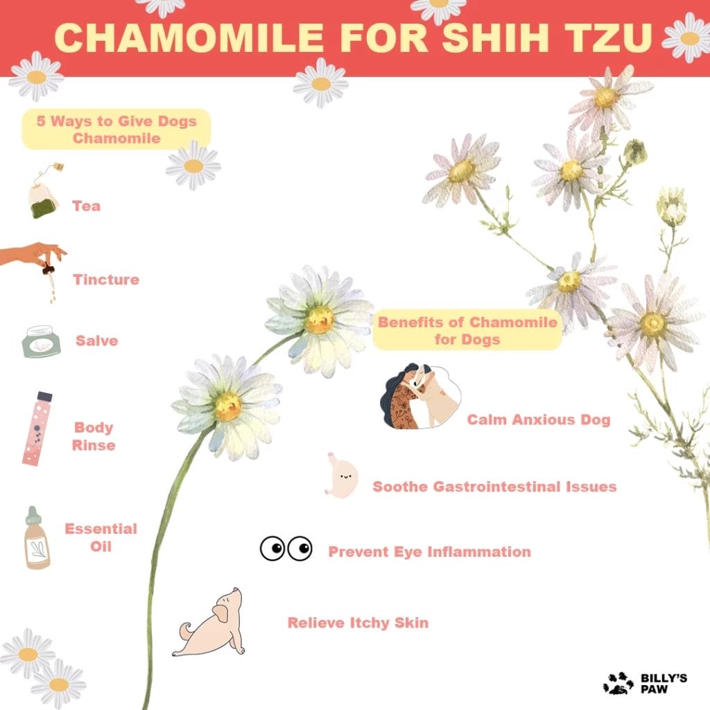 Chamomile for Shih Tzu: 4 Ways This Herb Can Help Dogs (Audio, Video, Infographic) 2 Chamomile for Shih Tzu