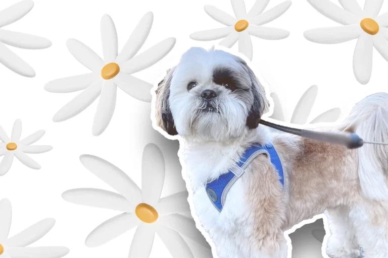 Chamomile for Shih Tzu