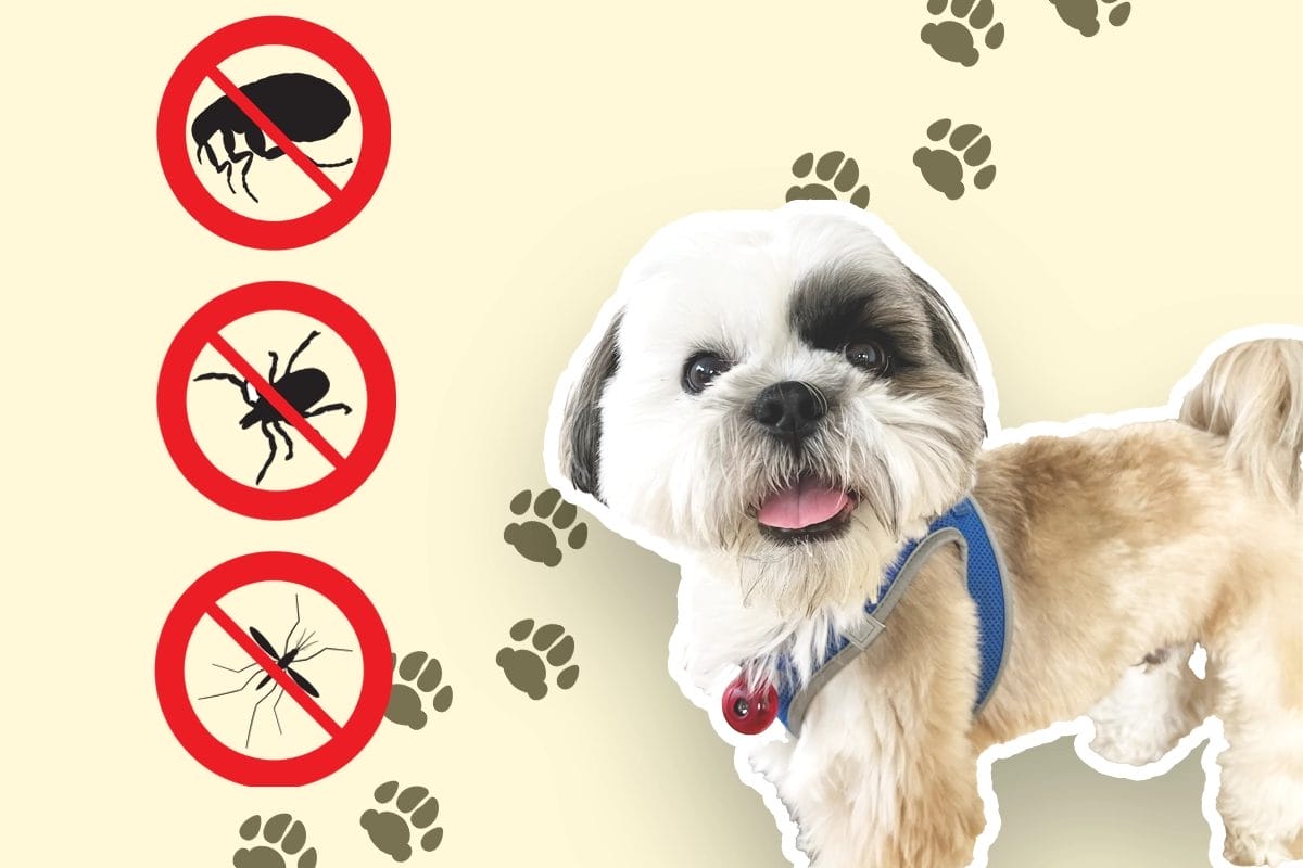 4 Real Natural Flea and Tick Preventions for Shih Tzu