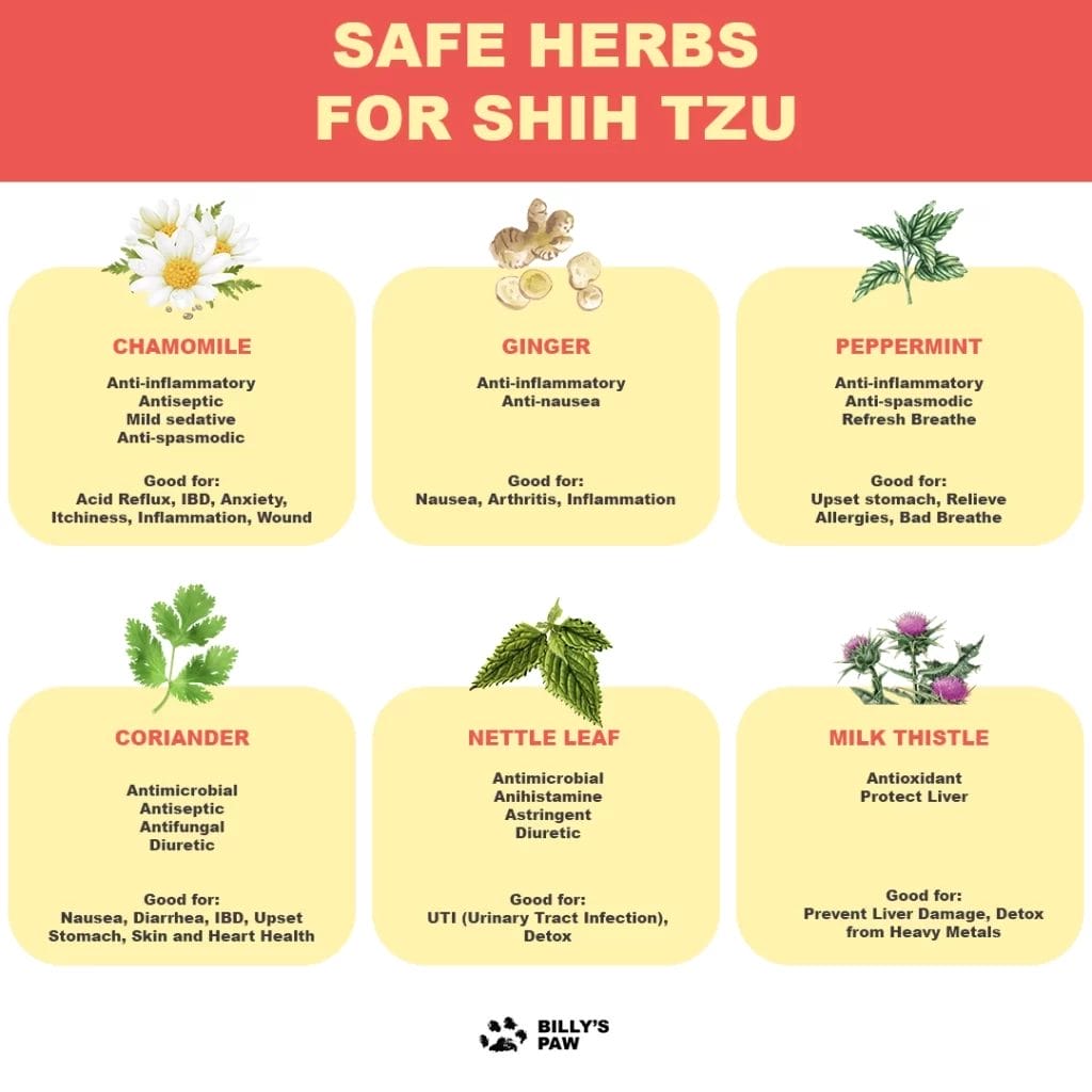 Safe Herbs for Shih Tzu