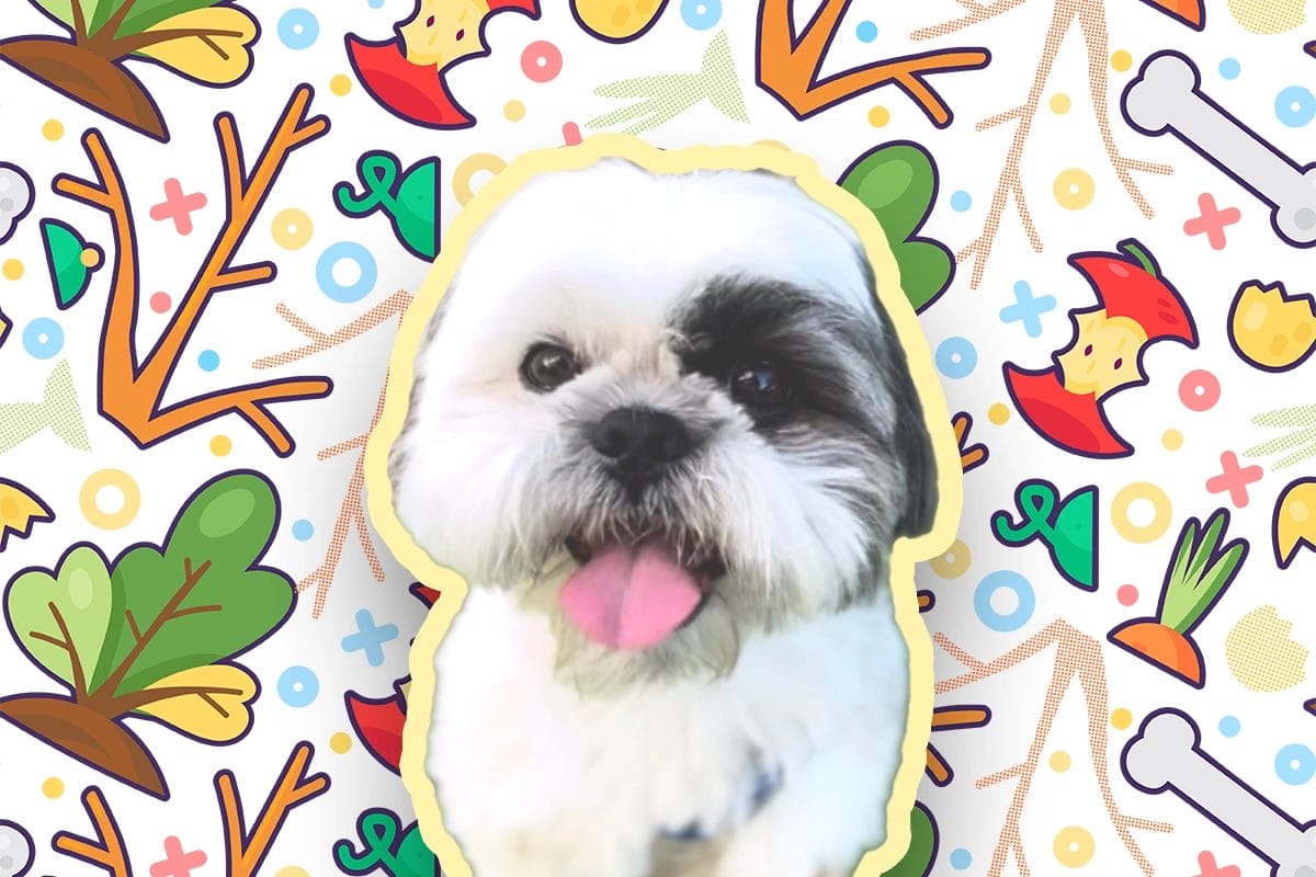 What vegetables can Shih Tzu eat