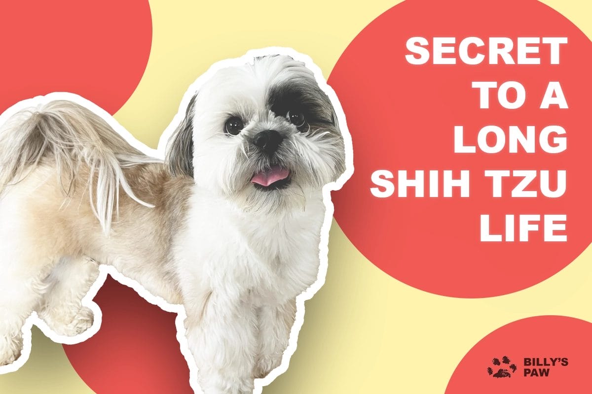 How Long Does A Shih Tzu Live