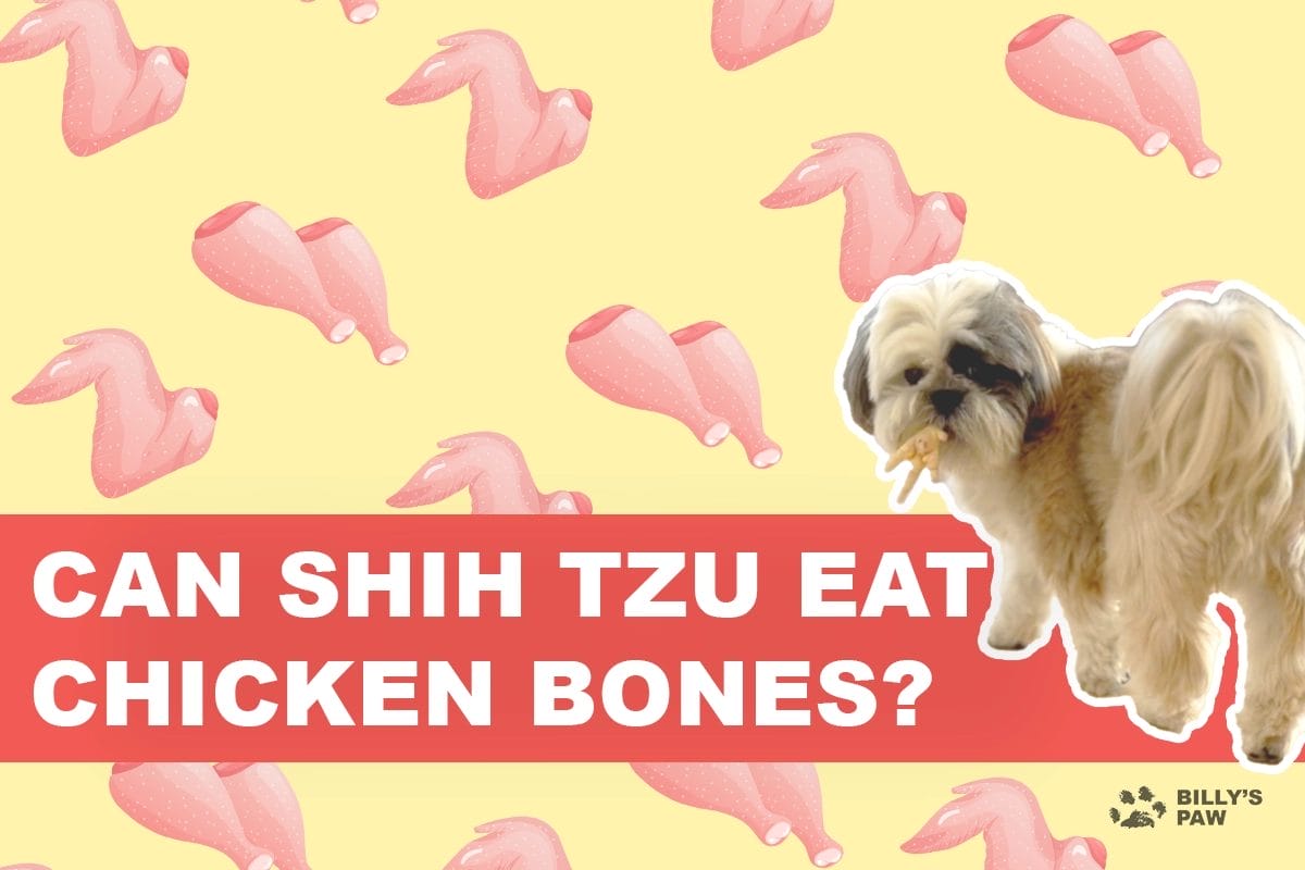 Can Shih Tzu Eat Chicken Bones