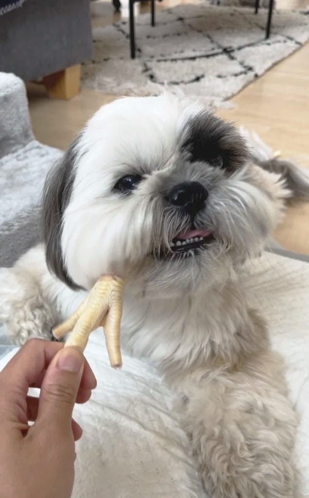 Shih Tzu Enjoying Chicken Feet