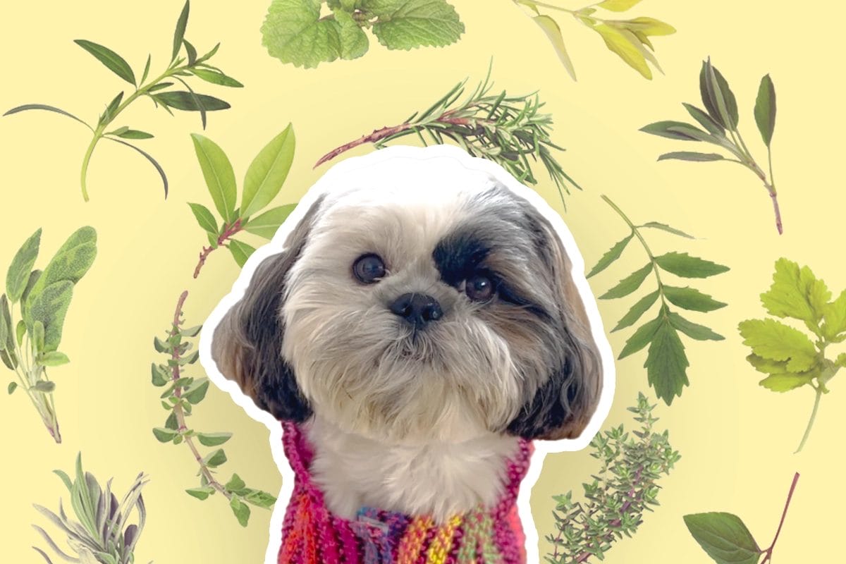 5 Kitchen Herbs for Shih Tzu