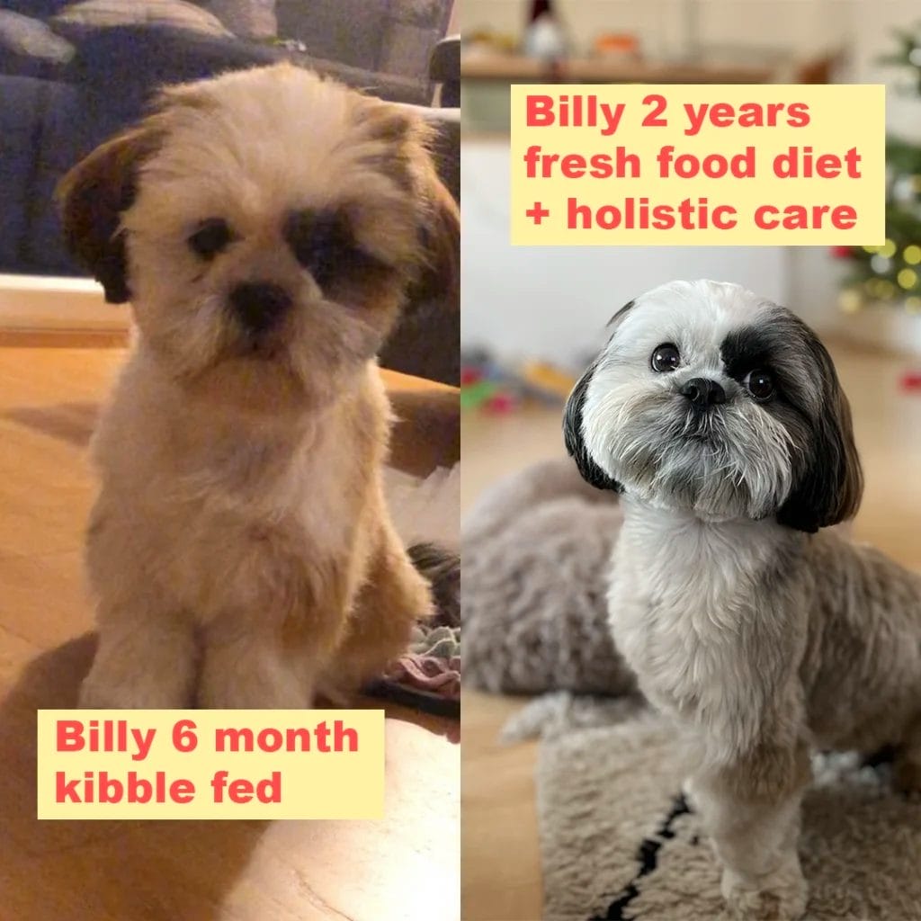 Billy switching from kibble to fresh food copy