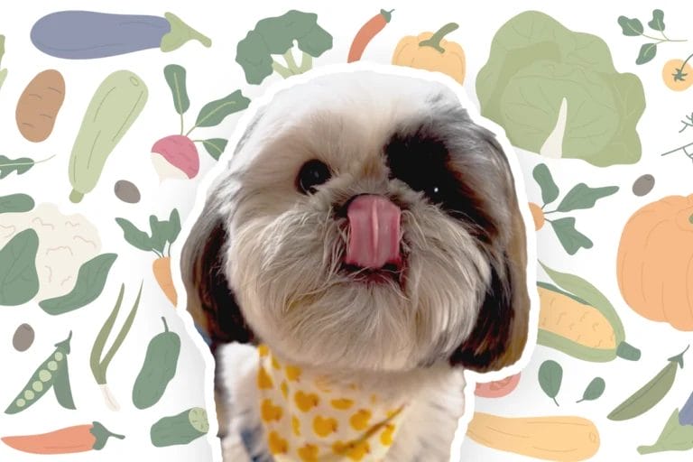 Homemade Food for Shih Tzu in Winter Recipe