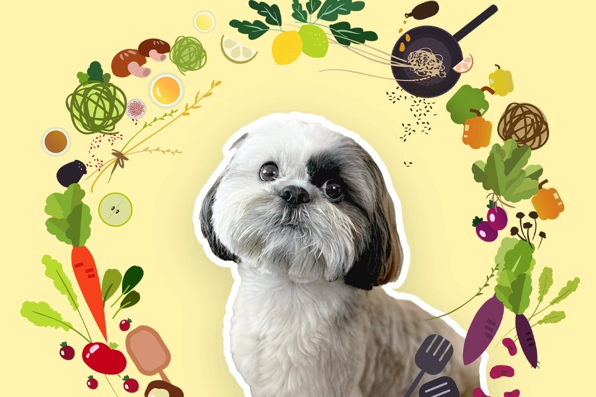 How to Start Feeding Fresh Food for Shih Tzu 2025