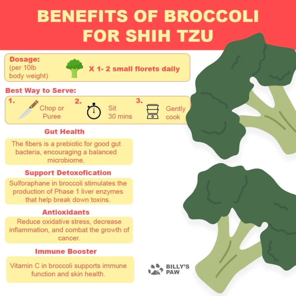 Broccoli for Shih Tzu