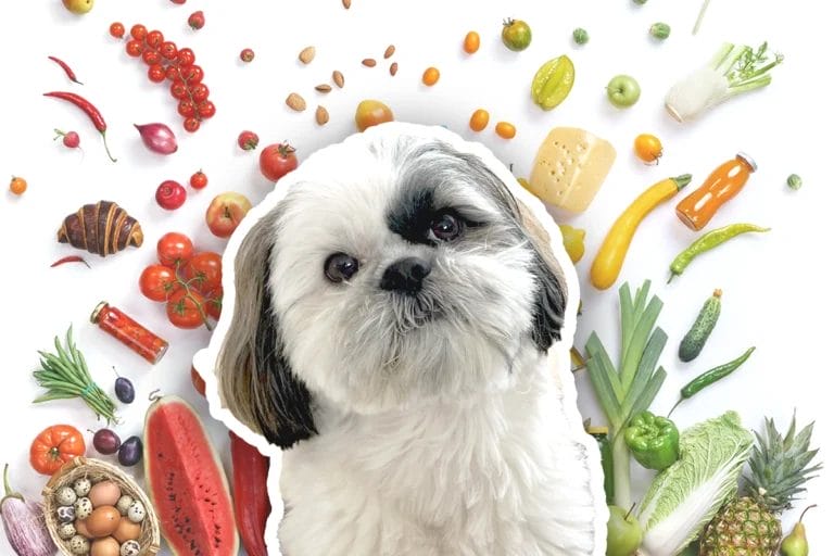 Human Foods for Shih Tzu