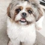 Shih Tzu Tintu