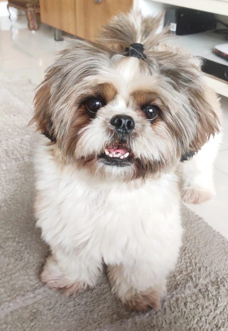 Shih Tzu Tintu