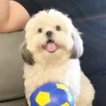 Onoto Shih Tzu Client