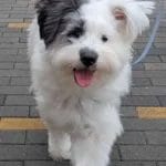 Billys Paw Clietn Souffle