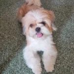 Shih Tzu Client Bunnie